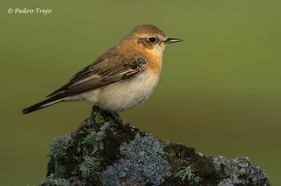 Collalba rubia (Oenanthe hispanica)